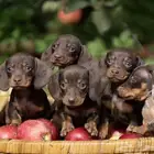 جراء داشهند الاصيله الرائعه