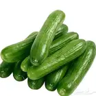 بذور خيار ( 40 بذره )
