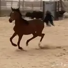 مهره شعبيه عمر سنه و6 اشهر