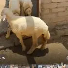 رخله سمينه ونظيفه على الشرط العمر 6شهور