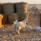 خروف حري طيب ينسف شرط