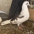 اناثي حمام قطايف شي فاخر