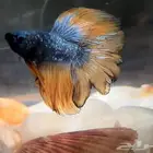 سمك فايتر Fitter