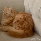 قطه لتبني عمرها9اشهر مع ملحقاتها واللعابها