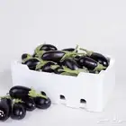 باذنجان