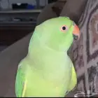 طير دره مفقود لايوجد فيه حجل الاسم دره