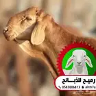 رميح للذبايح -يتوفر جذعان سواكني حمري شامل السلخ والتوصيل