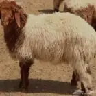 ذبايح