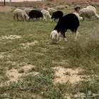 مراح شياه و بهم وضحايا نجد مع فحلها