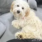 كلب مالتيز للتبني بسعر رمزي