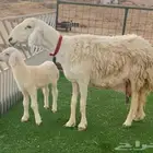 حريه والد