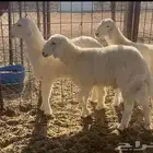 خرفان طيبات