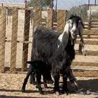 عنز للبيع تحتها تيس وعناق