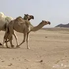 بكره شقحاء رمانيه