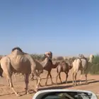 الرياض