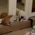 قطط للتبني
