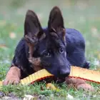 جيرمان شيبرد بنات من روسيا