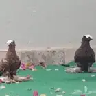 حمام