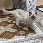 قطه ضايعه الي يلقها يتواصل معنا