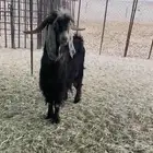 تيس عارضي طيب للبيع شرط صحه ونضافه