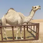 بكره شقحى