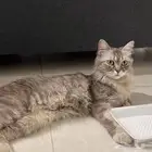 قطه ضايعه