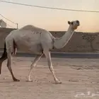 عشراء ثنيه تحتها قعود