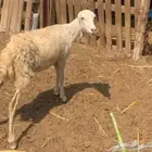 رخله بلدي