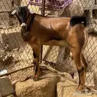 تيوس للبيع