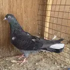 حمام قطايف