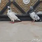 حمام باكستاني