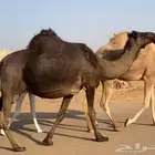 للقحات حقه للبيع