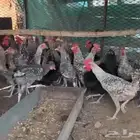 ديكه