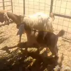 عنز تامه تحته جفره
