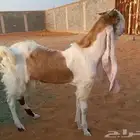 تيس هولندي ثني