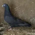 حمام قطايف اجواز