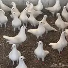 للبيع 150 جوز حمام فرنسي جامبو