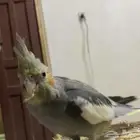 للبيع ببغاء كروان