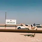 لقي هجن معسوف ركبي