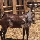 فحل محايلي اوشح ثني