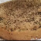 خبزه المله الجنوبيه الفاخره طعم ولداذه
