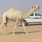 قعود حيسوني