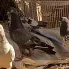 جوز تيدي شيناء مستوئ TOB