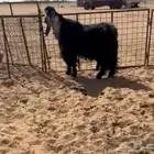 تيس عارضي فحل