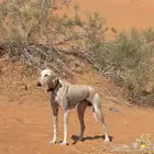 يعياال مطلوبب سلوقي يعلم الله اني بحاجته دورت بكل مكان مافي