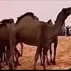 ذود