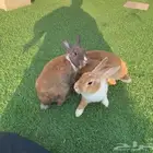 ارانب الحد 150