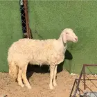 نعجه صفراء برصاء كفو