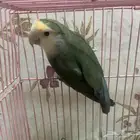 روز