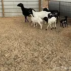 للبيع 3 شياه برابر مواليد معهن خروف ورخلين